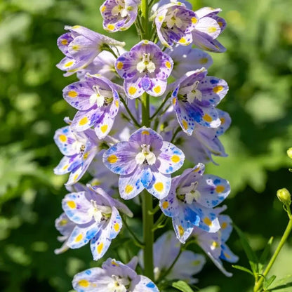 Butterfly Flower Seeds - Verdseeds