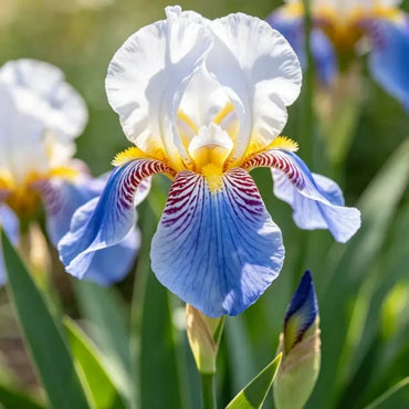 Butterfly Flower Seeds - Verdseeds