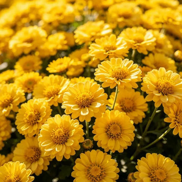 Button Daisy Seeds - Verdseeds