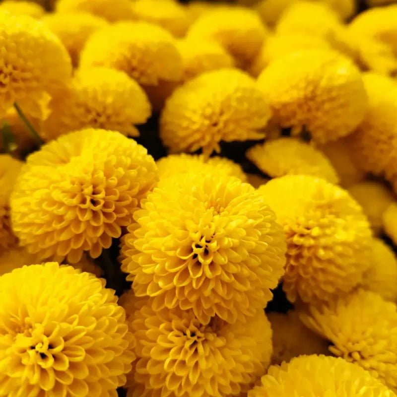 Button Daisy Seeds - Verdseeds