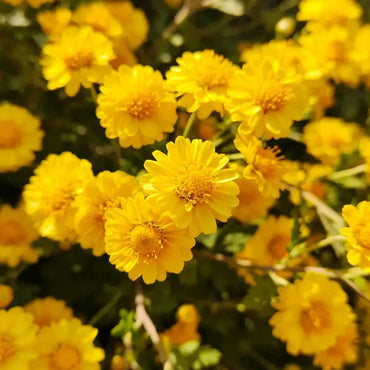 Button Daisy Seeds - Verdseeds