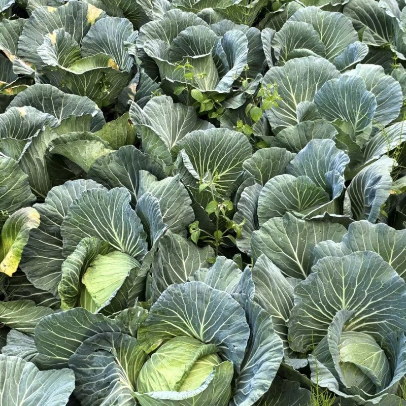 Cabbage Seeds - Verdseeds