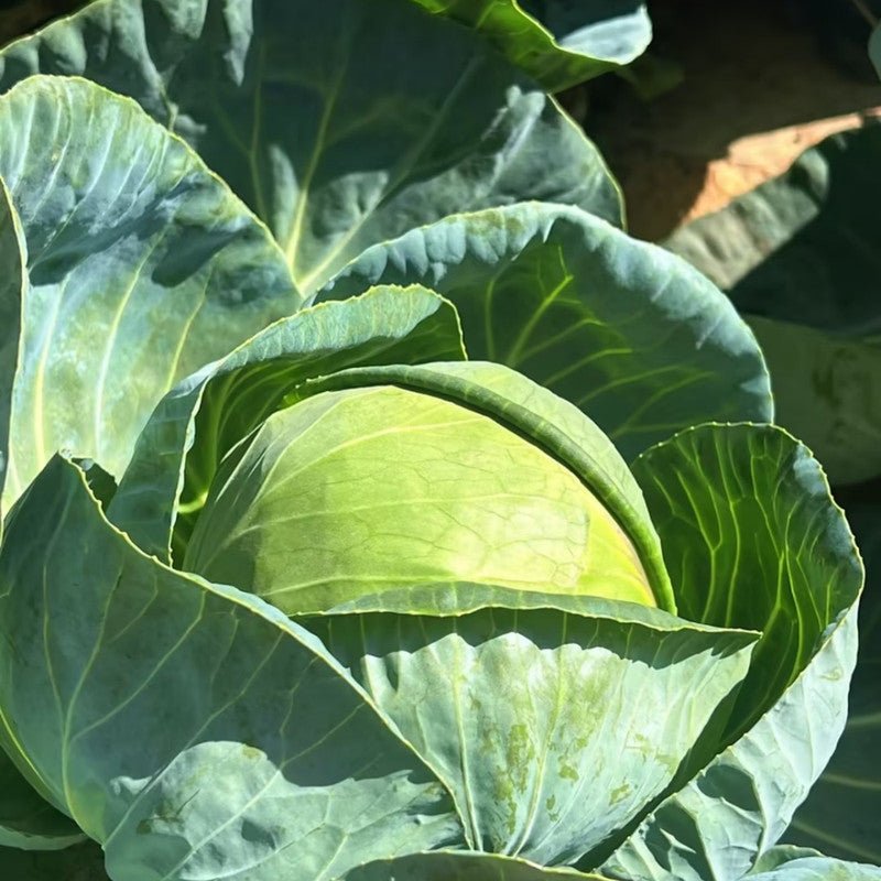 Cabbage Seeds - Verdseeds