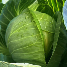Cabbage Seeds - Verdseeds