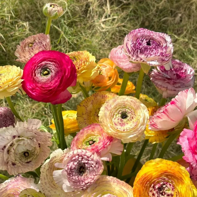 Rainbow Ranunculus Seeds