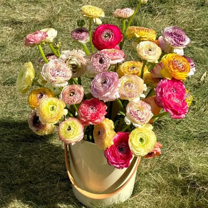 Rainbow Ranunculus Seeds