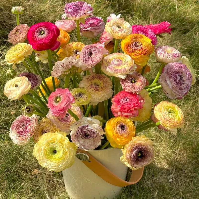 Rainbow Ranunculus Seeds
