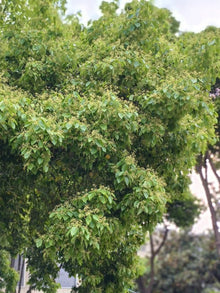 Camphor Tree Seeds - Verdseeds