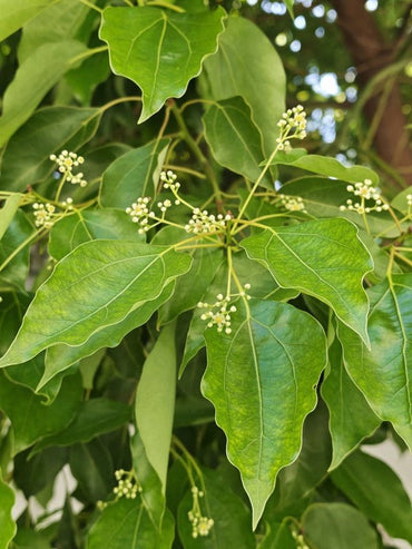 Camphor Tree Seeds - Verdseeds