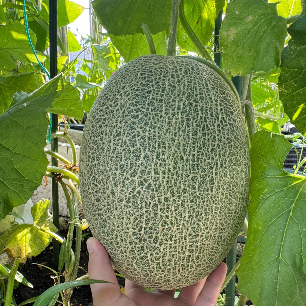 Cantaloupe Seeds - Verdseeds