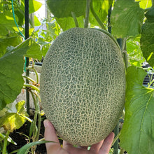 Cantaloupe Seeds - Verdseeds