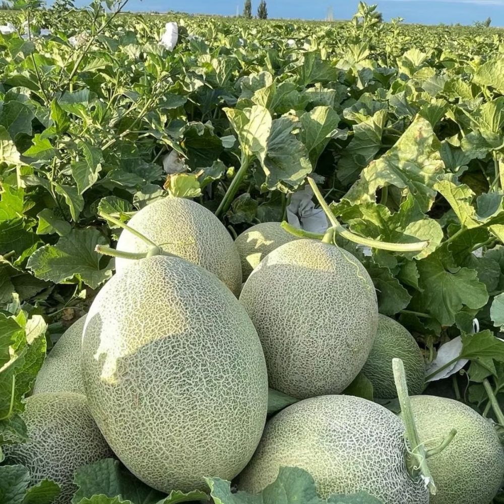 Cantaloupe Seeds - Verdseeds
