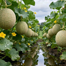 Cantaloupe Seeds - Verdseeds
