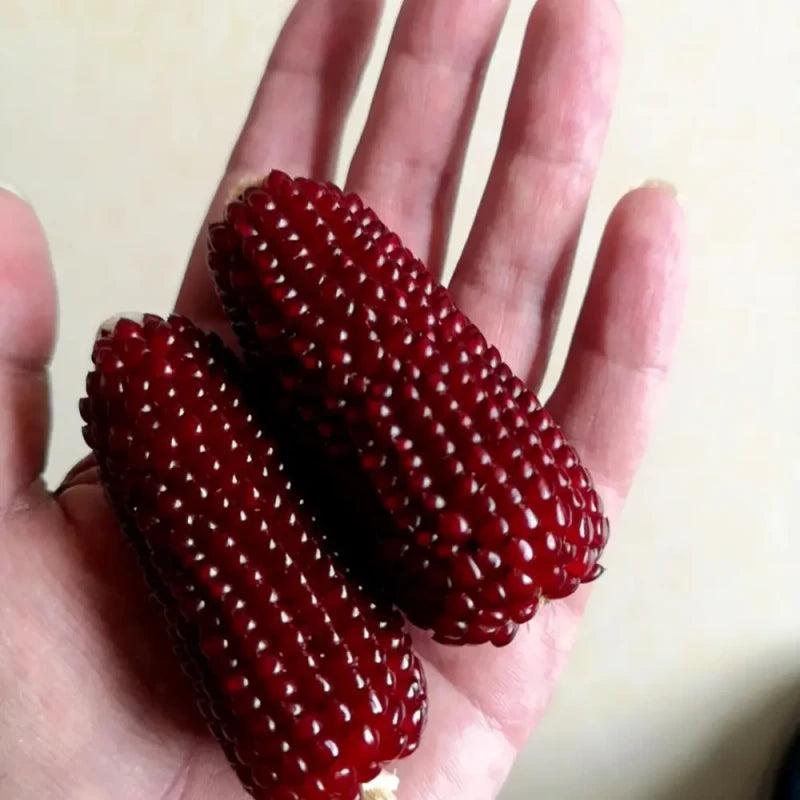 Strawberry Sweet Corn Seeds