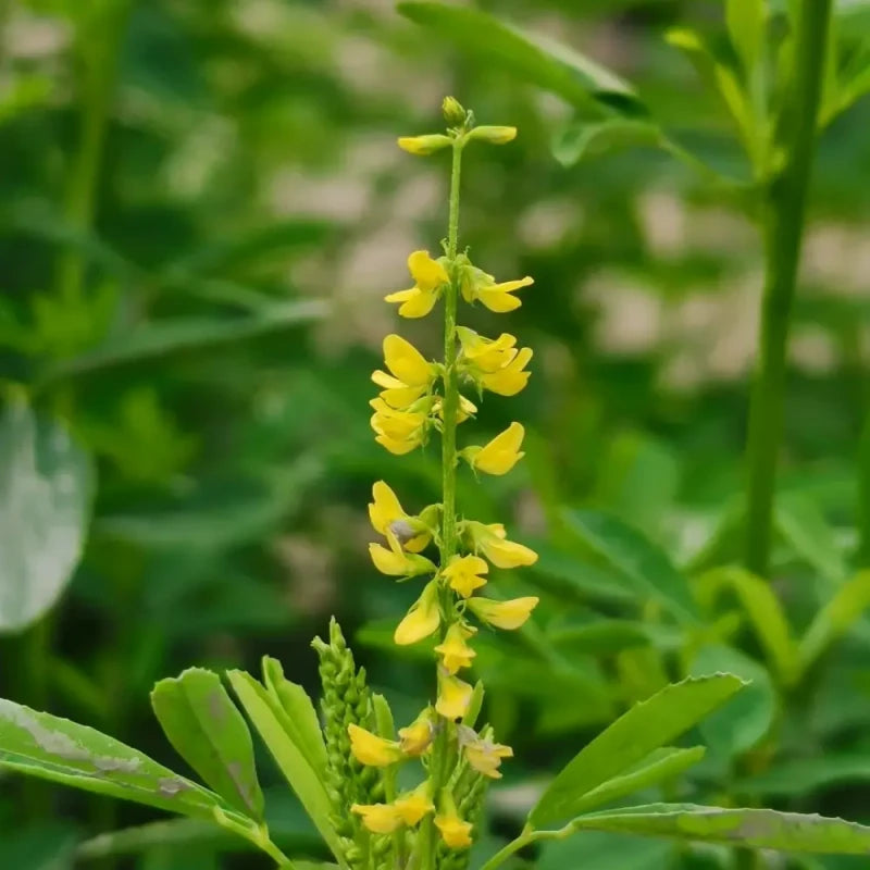 Sweet Clover Seeds