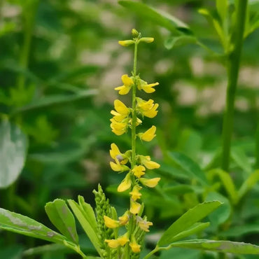 Sweet Clover Seeds