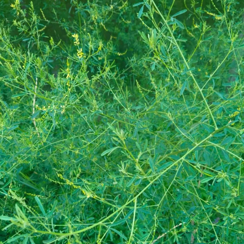 Sweet Clover Seeds