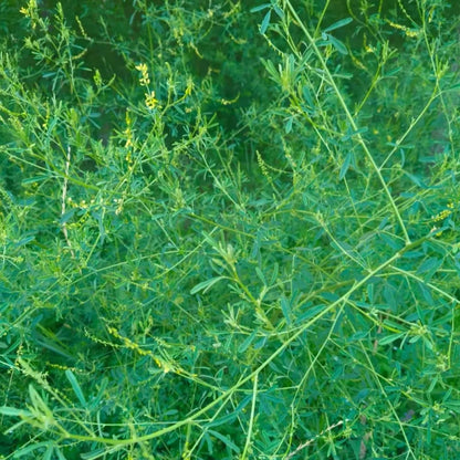 Sweet Clover Seeds