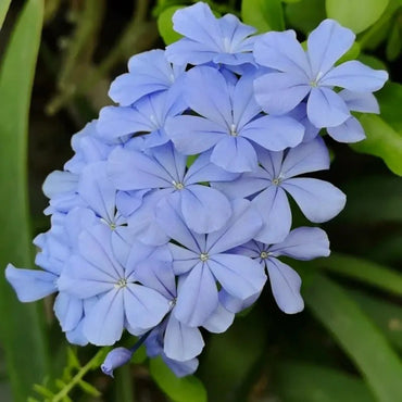 Cape Leadwort Seeds - Verdseeds