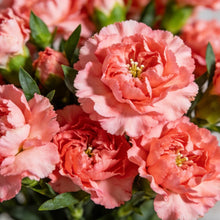 Carnation Seeds - Verdseeds