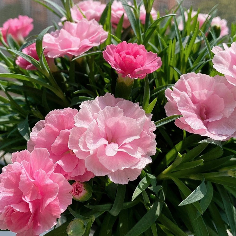 Carnation Seeds - Verdseeds