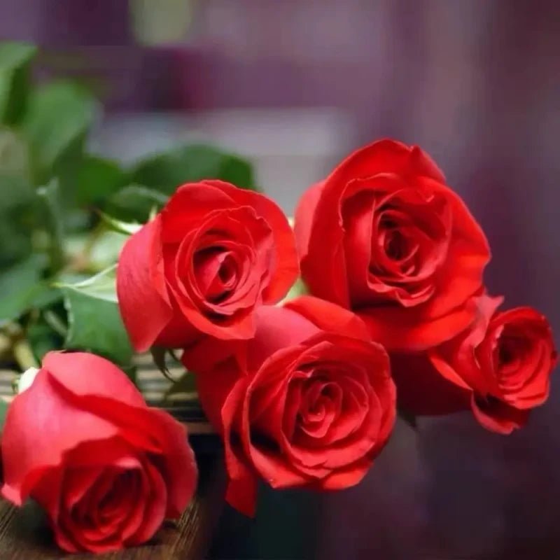 Carola Garden Rose Seeds - Verdseeds