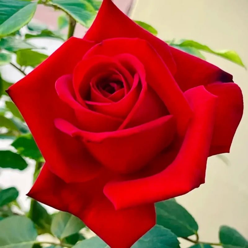 Carola Garden Rose Seeds - Verdseeds