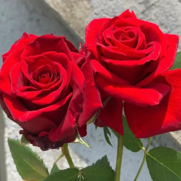 Carola Garden Rose Seeds - Verdseeds