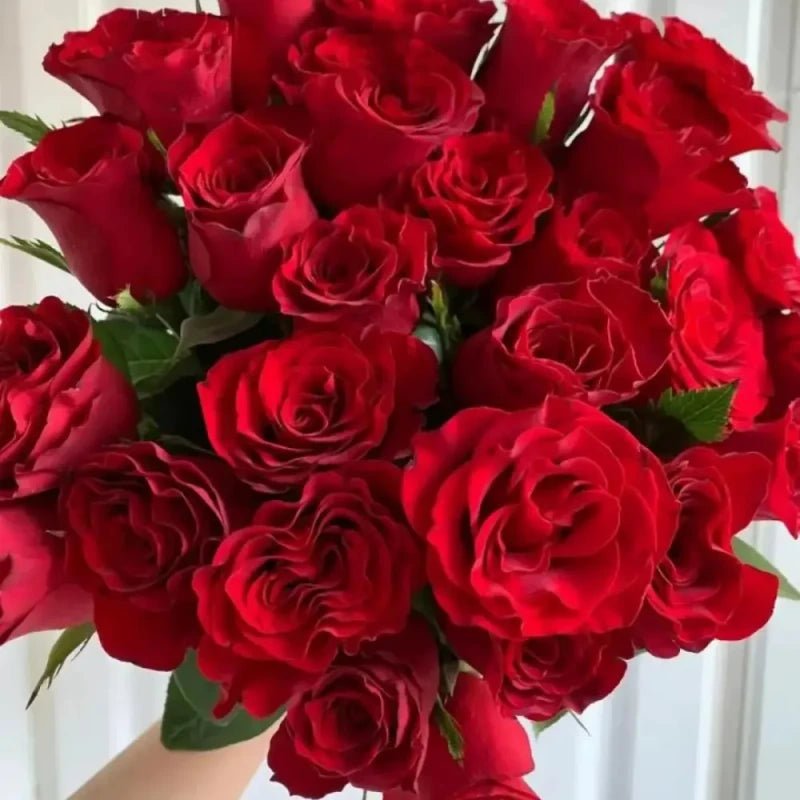 Carola Rose Seeds - Verdseeds