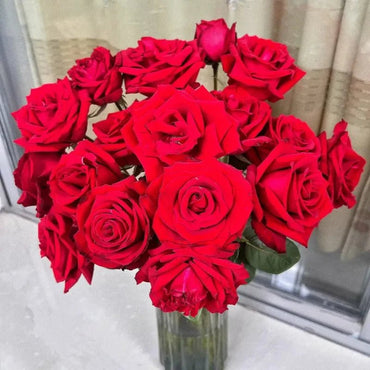 Carola Rose Seeds - Verdseeds