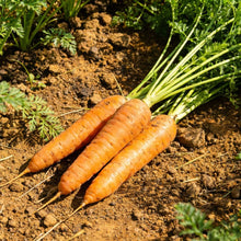 Carrot Seeds - Verdseeds