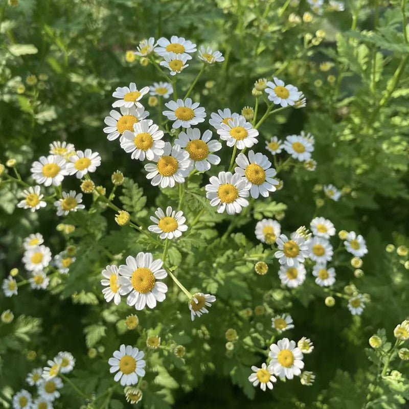 Chamomile Seeds - Verdseeds