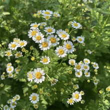 Chamomile Seeds - Verdseeds