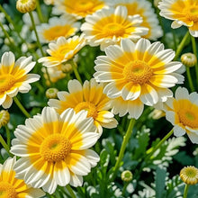 Chamomile Seeds - Verdseeds