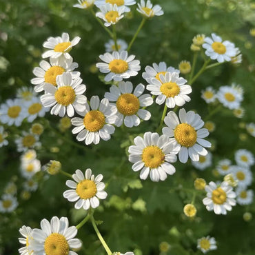 Chamomile Seeds - Verdseeds