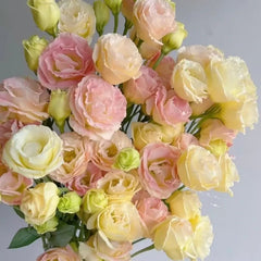 Champagne Lisianthus Seeds - Verdseeds