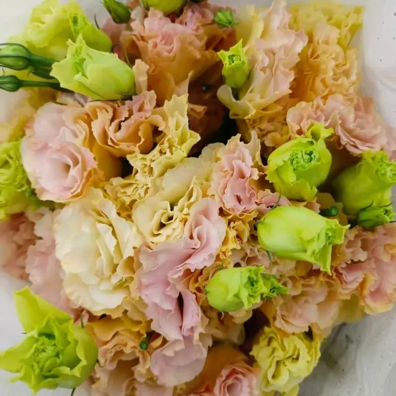 Champagne Lisianthus Seeds - Verdseeds