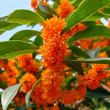 Champion Red Sweet Osmanthus Seeds - Verdseeds