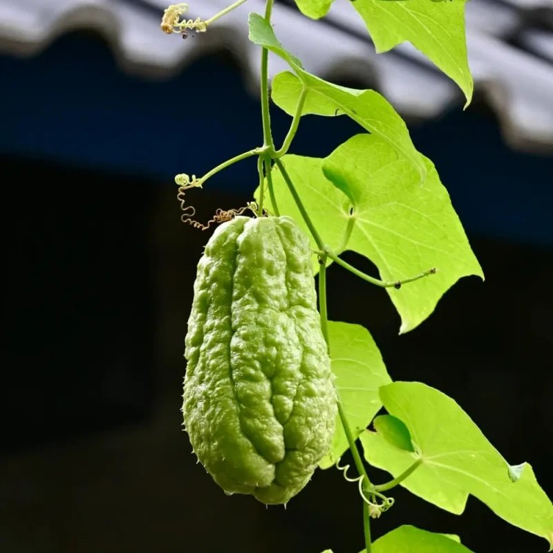 Chayote Seeds - Verdseeds