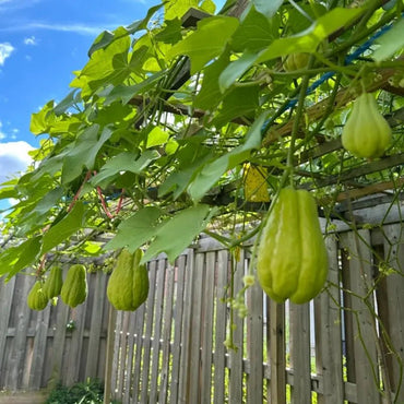 Chayote Seeds - Verdseeds