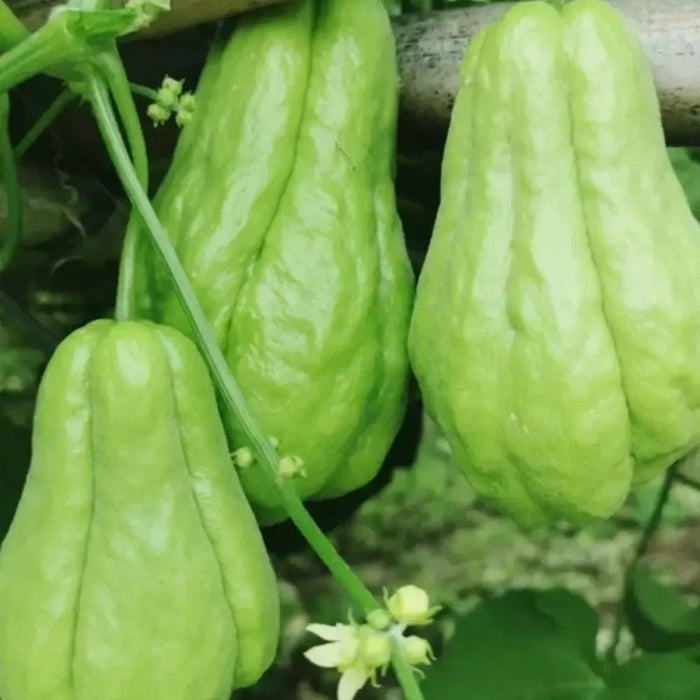 Chayote Seeds - Verdseeds