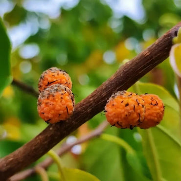 Che Fruit Seeds - Verdseeds
