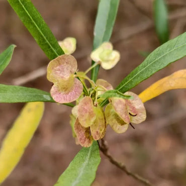 Hopbush Seeds