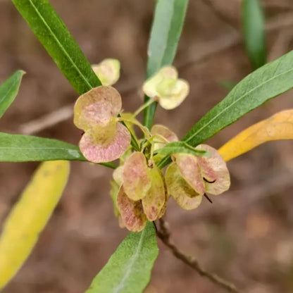 Hopbush Seeds