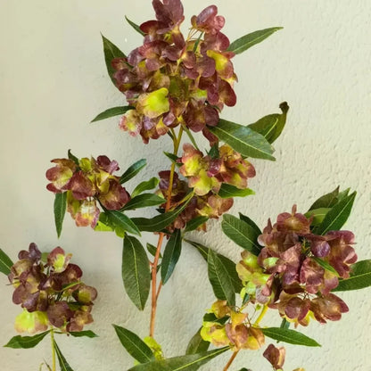 Hopbush Seeds