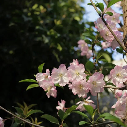 Cherry Blossom Pink Hall Crabapple Seeds - Verdseeds