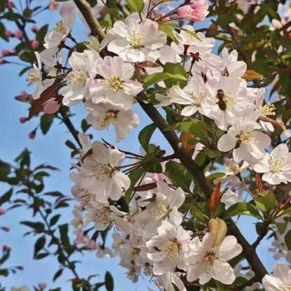 Cherry Blossom Pink Hall Crabapple Seeds - Verdseeds