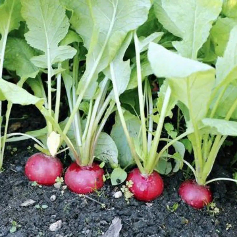 Cherry Radish Seeds - Verdseeds