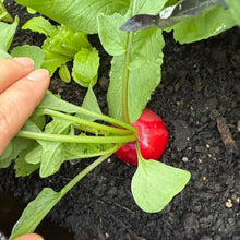 Cherry Radish Seeds - Verdseeds