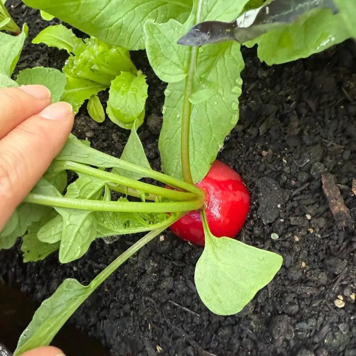 Cherry Radish Seeds - Verdseeds